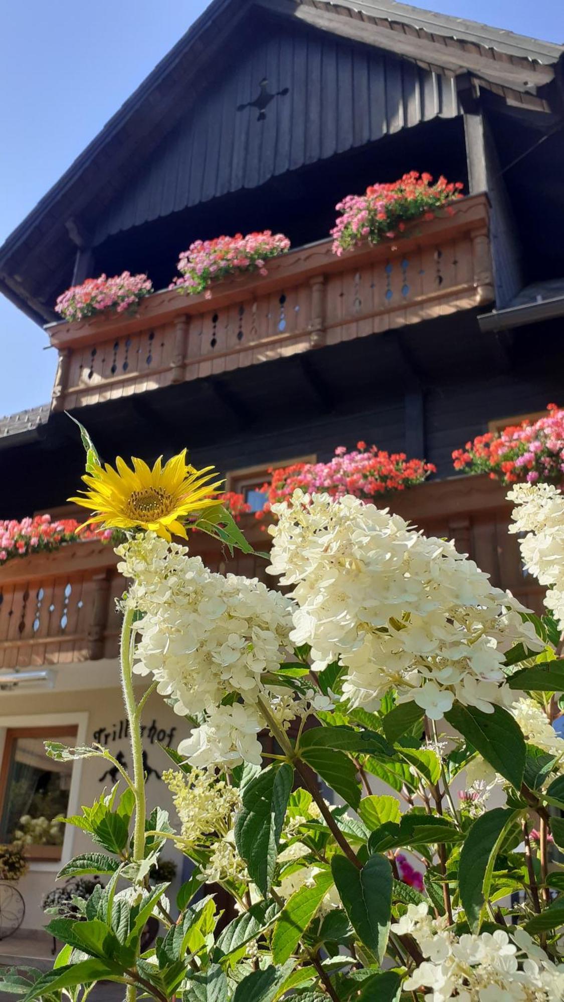 Pension Trillerhof ラムサウ・アム・ダッハシュタイン エクステリア 写真